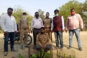 बरेली: तीन पिंजड़ों में कैद किए 40 तोते, रिपोर्ट