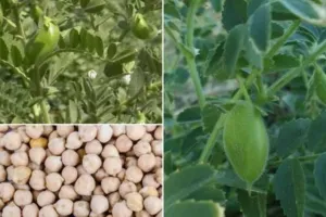 अयोध्या: कृषि विश्वविद्यालय ने मटर, चना और धान की नई प्रजाति की विकसित