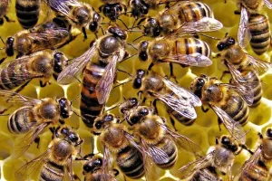 शिवनेरी किले में मधुमक्खियों का हमला, 60 लोग घायल