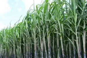 बरेली: सट्टा है, पर्ची मिल रही फिर भी चीनी मिलें नहीं ले रहे गन्ना