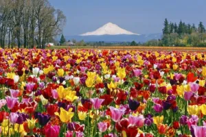 जब भी आपको अवसर मिले, जम्मू-कश्मीर की यात्रा करें और सुंदर ट्यूलिप गार्डन का दर्शन करें: मोदी