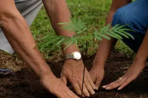 बरेली: पिछली वर्ष से चार लाख अधिक पौधों को लगाएगा वन विभाग