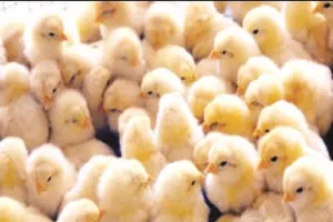 मुरादाबाद: गरीब बेरोजगारों को रोजगार देगा पशुपालन विभाग