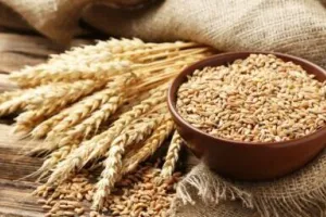 हल्द्वानी: खाद्य मंत्री बंशीधर भगत बोले किसान सरकारी केंद्रों में ही बेचें गेहूं