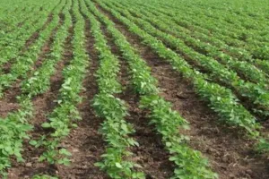 अमेठी: यह समय है बेहद खास, उड़द-मूंग की खेती दिलाएगी लाभ