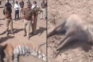 लखीमपुर खीरी: करंट लगने से बाघ और जंगली सुअर की मौत, शिकारियों के तार बिछाने की आंशका