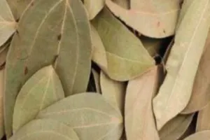 हल्द्वानी: ‘तेजपत्ते’ की विदेशों में भी महक, 40 साल से होती है पहाड़ो में‍ खेती