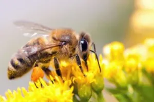 हल्द्वानी: पहाड़ के जंगलों में आग, मधुमक्खी कहां करें रसपान