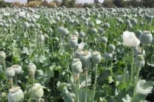 रुद्रपुर: अफीम की खेती मिलने से चौकस पुलिस खेतों में चलाएगी सर्च अभियान