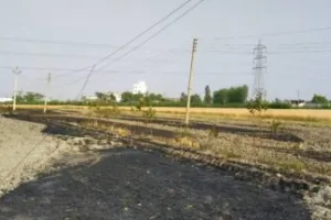 किच्छा: गेहूं के खेत में गिरी हाईटेंशन तार, कई एकड़ फसल जलकर खाक