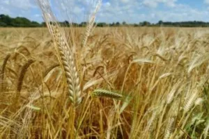 बाराबंकी: ‘साहब…चौकी इंचार्ज फसल कुर्की में कम अनाज दिखाने का बना रहे दबाव’