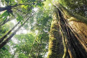 कोरोना का ऐसा खौफ, लक्षण नजर आते ही इस शख्स ने खुद को जंगल में किया क्वारंटीन