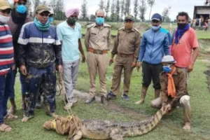 किच्छा: मगरमच्छ देख फूले ग्रामीणों के हाथ-पांव