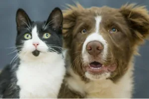 पालतू जानवरों पर भी मंडरा रहा कोरोना संक्रमण का खतरा, आईवीआरआई ने जारी की सलाह