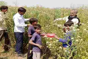रामपुर : केसर की खेती से मालामाल हुए कुंवर पाल, जम्मू कश्मीर से खरीदा था बीज