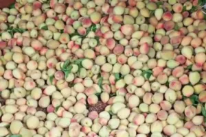 हल्द्वानी: कोरोना संक्रमण से इस बार पहाड़ी फलों का स्वाद फीका