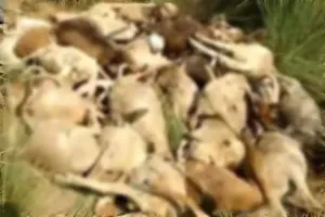 गाजीपुर में संदिग्ध परिस्थिति में 217 भेड़ों की हुई मौत, अफवाहों का बाजार रहा गर्म