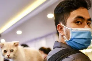 यहां आवारा कुत्ता नहीं बिल्ली है खौफनाक, एक महीने में 28 हजार लोग पहुंचे अस्पताल