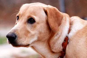 पड़ोसी के पालतू कुत्ते ने महिला को काटा, महिला के पति को आया गुस्सा और…