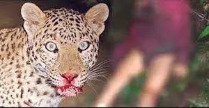 हल्द्वानी: गौलापार के जगतपुर में तेंदुए ने बकरियों को बनाया निवाला