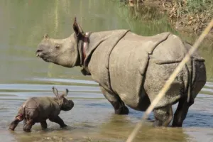 लखीमपुर खीरी: दुधवा में गैंडों के कुनबे में बढ़े दो नन्हें मेहमान