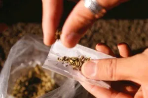 काशीपुर: 60 लाख की स्मैक के साथ तीन तस्कर गिरफ्तार