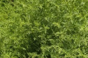 हल्द्वानी: घबराइए नहीं, अब डेंगू और मलेरिया के आंतक से बचाएगी ‘मलेरिया बूटी’,