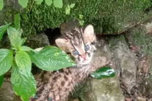 नैनीताल: ड्रम हाउस के पास मिले लैपर्ड कैट के दो शावक