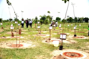 बरेली: ग्राम्य वन में दो लाख पौधे रोपे, तीन साल तक करनी होगी देखरेख