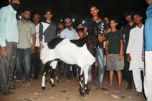 बरेली: मंदा बकरों का बाजार, सुल्तान को नहीं मिला खरीदार