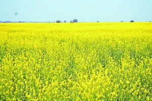 रामनगर: चोरपानी में जांची जाएगी मिट्टी, लहलहाएंगे खेत