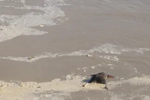 बरेली: उफनाती रामगंगा नदी में बहकर आया महिला का शव