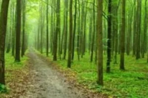 हल्द्वानी: सीटीआर में जंगल, जंगली जानवरों की सुरक्षा के लिए शुरू हुआ ऑपरेशन मानसून