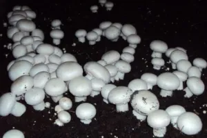 भीमताल: मशरूम उत्पादन बढ़ाएगी किसानों की आजीविका