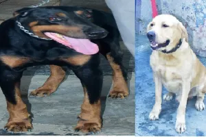 मुरादाबाद : गंभीर अपराधों के खुलासे में अहम भूमिका निभाते हैं दमन व रीमा