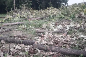 बरेली: 30 लाख लेकर भी ट्रांसलोकेट की फाइल दबाकर हरे पेड़ों को कटवा दिया