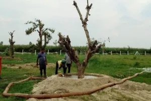 बरेली: मंझा गांव में ट्रांसलोकेट किए गए डोहरा रोड के 52 पेड़