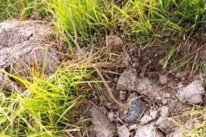 लखीमपुर खीरी: पॉलीथिन समेत रोप दिए गए पौधे