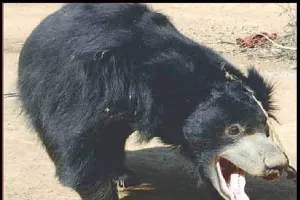 ओलंपिक बेसबॉल स्टेडियम में दर्शकों के प्रवेश की मनाही, घुसा एशियाई काला भालू