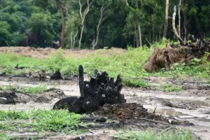 बरेली: जेलर बाग को बना दिया पेड़ों का श्मशान, दर्जनों वृक्ष जलाए