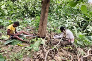 बरेली: अधिकारियों में मची खलबली, पेड़ों को काटना बताया मजबूरी