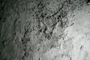 लखीमपुर खीरी: बाघिन के शावक देखे जाने से ग्रामीणों में दहशत