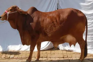 बरेली: देशी गाय चाहिए तो हरियाणा-पंजाब जाना पड़ेगा