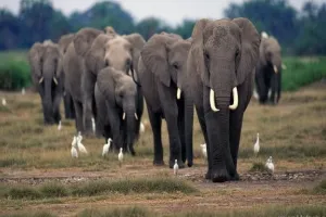 लखीमपुर खीरी: पीढ़ी दर पीढ़ी एक ही रास्ते से होकर गुजरते हैं हाथी