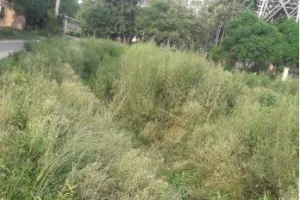 बरेली: नहरों की भरमार फिर भी धान रोपाई को किसान है परेशान