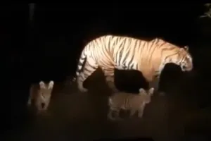 रानीखेत: शावकों के साथ कैमरे में कैद हुई बाघिन