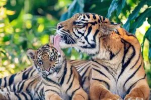 अंतरराष्ट्रीय बाघ दिवस: मोदी ने कहा- बाघों के सुरक्षित पर्यावास के लिए प्रतिबद्ध है सरकार