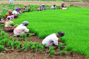 मुरादाबाद : बदला मौसम का मिजाज, दो दिनों तक मध्यम वर्षा के आसार, अब किसानों की होगी बल्ले-बल्ले