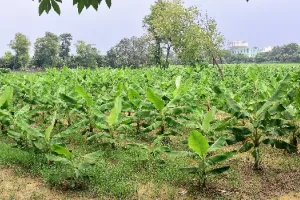 विश्व प्रकृति संरक्षण दिवस पर विशेष: मुरादाबाद की माटी में जैविक खेती का गुनगुनाया अफसाना