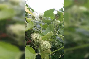 लखीमपुर-खीरी: विभिन्न रोगों में उपयोगी है जंगली लता ‘पैशन फ्लावर’